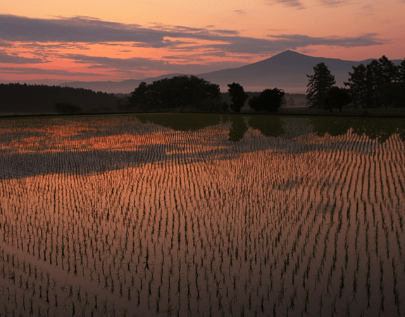 全国の安心・安全なお米を取り扱い